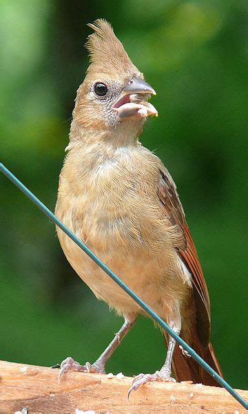 The Jungle Store: Backyard Nature - The Cardinal