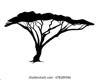 Acacia Tree Clipart Black And White