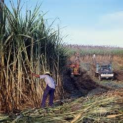 Economics behind Mexico: Agriculture of Mexico