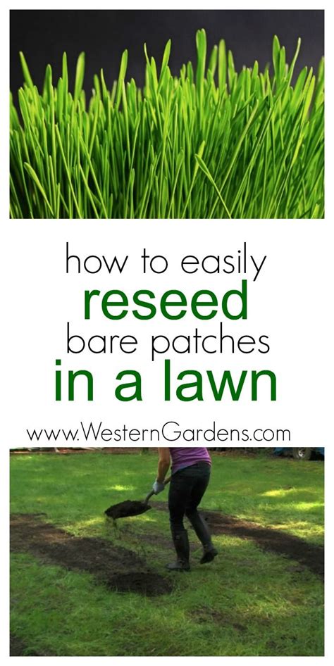 How To Reseed Bare Patches in a Lawn - Western Garden Centers | Reseeding lawn, Grass patch ...