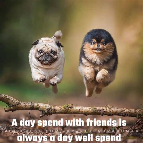 Animal Quotes, Friendship Latest Quotes, Animal Friendship Quotes ...