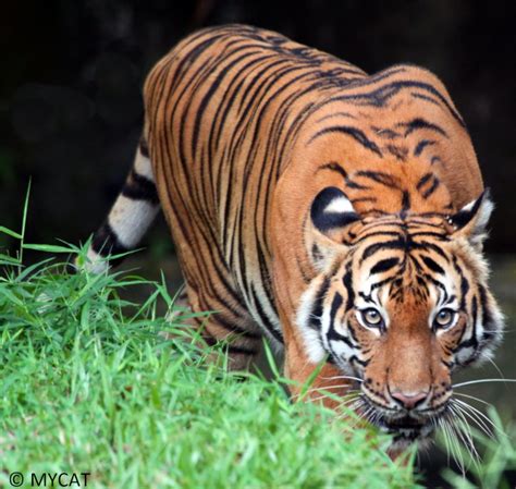 Protect the Malayan Tiger and restore its habitat - GlobalGiving