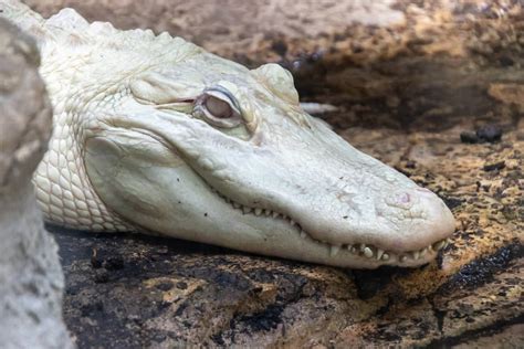 Viral Video of Albino Alligator's Reaction to Being Scrubbed Has People ...