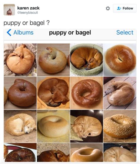 Puppy or Bagel Meme | POPSUGAR Pets