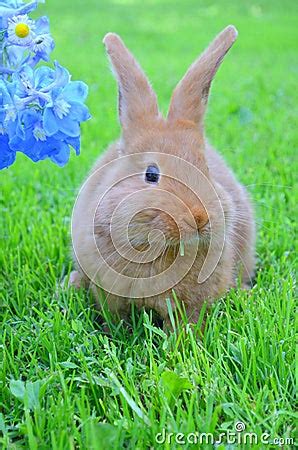 New Zealand Red Rabbit Stock Photo - Image: 73188419