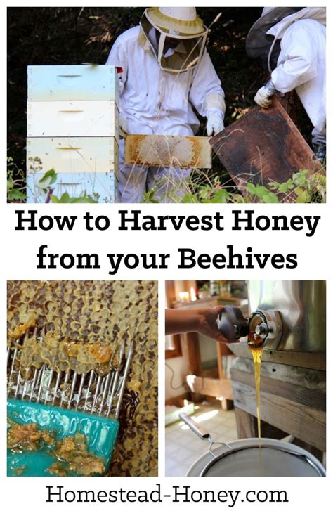 Harvesting honey from a beehive - Homestead Honey | Bee keeping ...