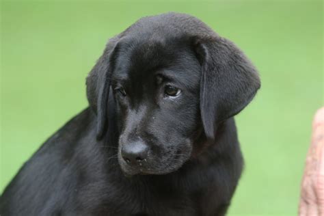 Puppies - Allegheny Labradors