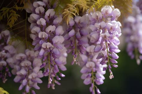 Purple Wisteria Flower Meaning, Symbolism & Spiritual Significance ...