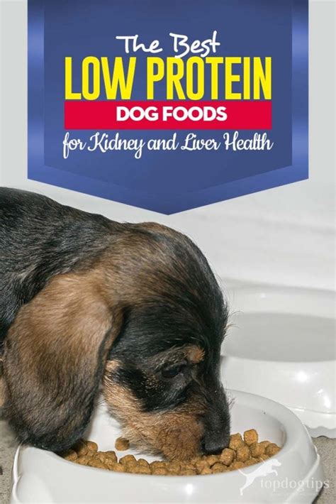 The Best Low Protein Dog Food for Kidney and Liver Health in 2020