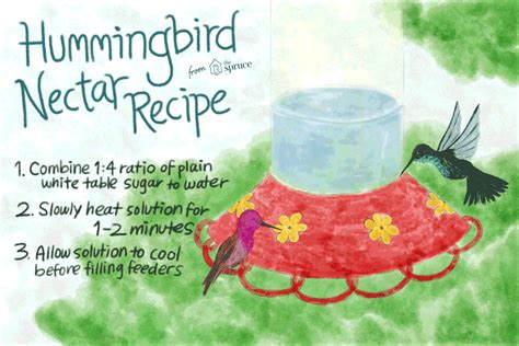 Classic and Safe Hummingbird Nectar Recipe