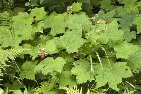 Minnesota Seasons - thimbleberry