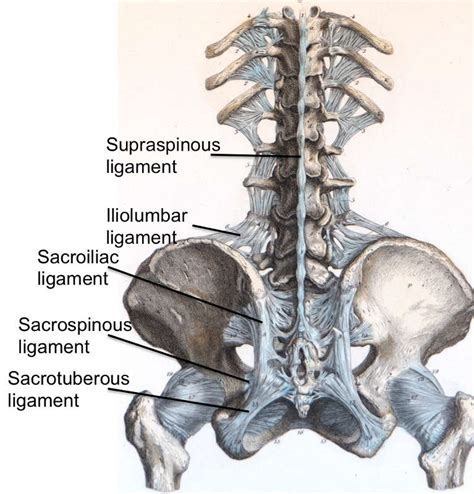 Section 1, Chapter 2: The Ligaments of the Lumbar Vertebrae : Wheeless ...