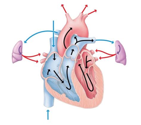 Solved 10. Deoxygenated blood from the body returns to the | Chegg.com