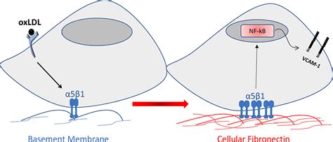 Endothelial FN (Fibronectin) Deposition by α5β1 Integrins Drives Atherogenic Inflammation ...