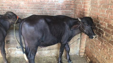 Black Men Male Murrah Buffalo Calf, 120 To 150 Kg at Rs 12000/piece in Karnal | ID: 22519643348