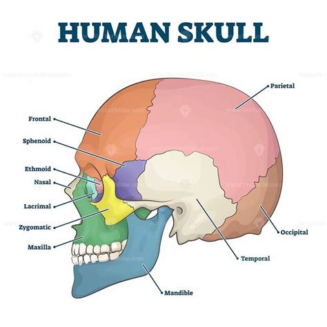 Human skull bones skeleton labeled educational scheme vector ...