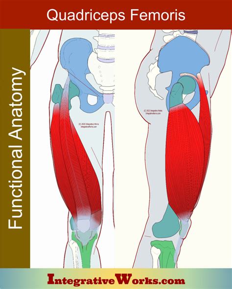 Quadriceps Femoris- Functional Anatomy - Integrative Works