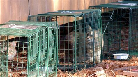 Feral Cats (Trap-Neuter-Return) – The Humane Society of Greenwood