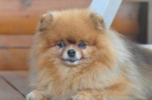 Pomeranian Dog Names - Over 300 Gorgeous Ideas! - PetPress