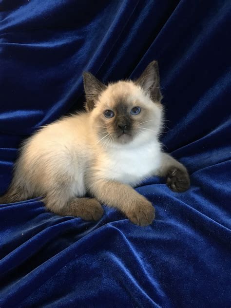 Applehead Siamese Cats For Sale | Ponchatoula, LA #282491