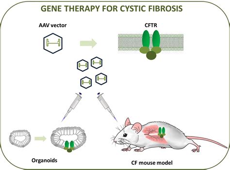 Gene therapy: a promising candidate for cystic fibrosis treatment – Atlas of Science