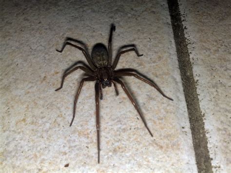 Palmetto Exterminators Charlotte NC | Common House Spiders | Palmetto Exterminators