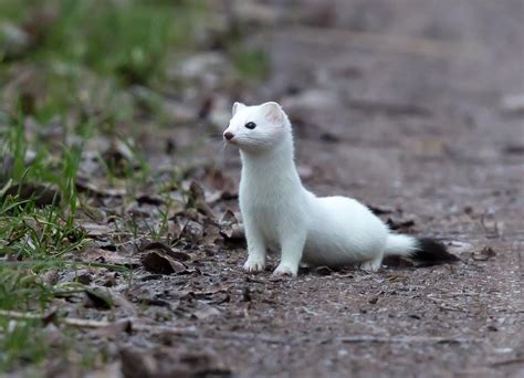 Species Spotlight! Ermine: The Color-Changing Weasel — Alaska Wildlife ...