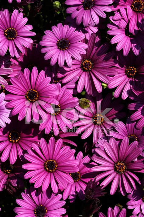 Purple Daisy Flower Background Stock Photo | Royalty-Free | FreeImages