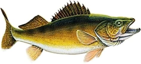 Free Walleye Cliparts, Download Free Walleye Cliparts png images, Free ...