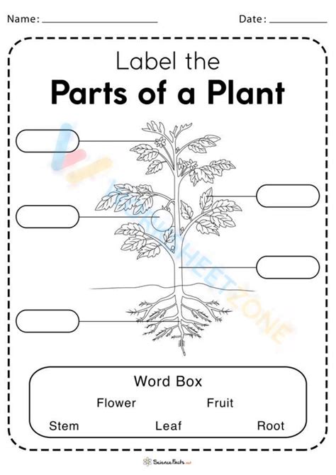 Parts Of A Plant Worksheet Worksheet