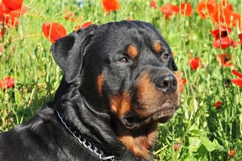 List of Roman Rottweiler Breeders – Guide to the Top 6! (2024)