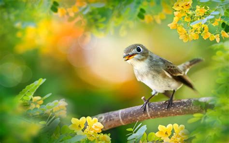 Bird Scientific Name Acrocephalus Arundinaceus Great Reed Warbler On Tree Branch Yellow Flowers ...