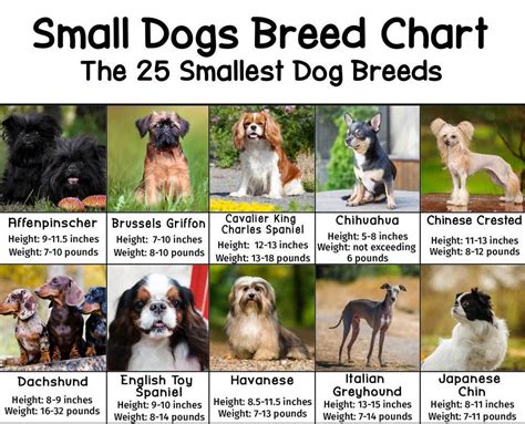 Small Dogs Breed Chart - With Heights and Weights - PatchPuppy.com