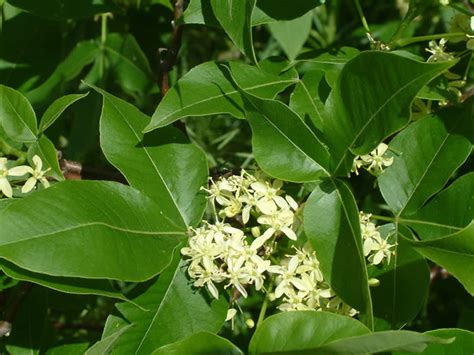 Hop Tree - Ptelea trifoliata | The Arboretum