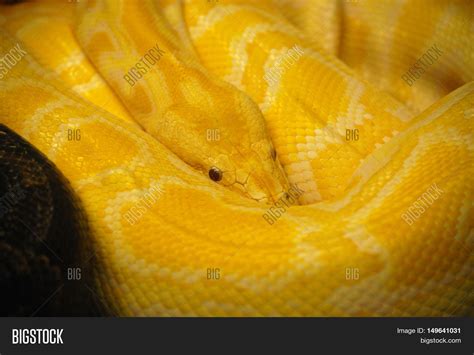 Close Look Burmese Image & Photo (Free Trial) | Bigstock