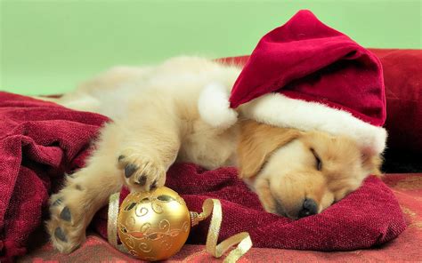 Christmas Dog Wallpapers - Wallpaper Cave