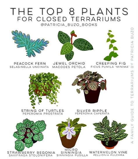 Top 8 plants for closed terrariums | Terrarium plants, Closed terrarium ...