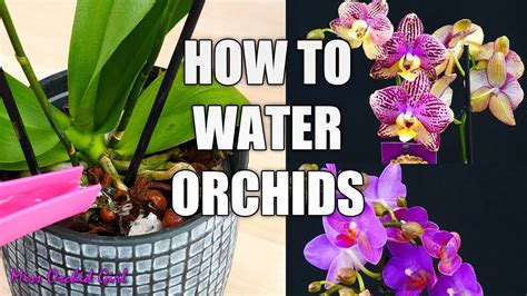 How Much Water Do Orchids Need