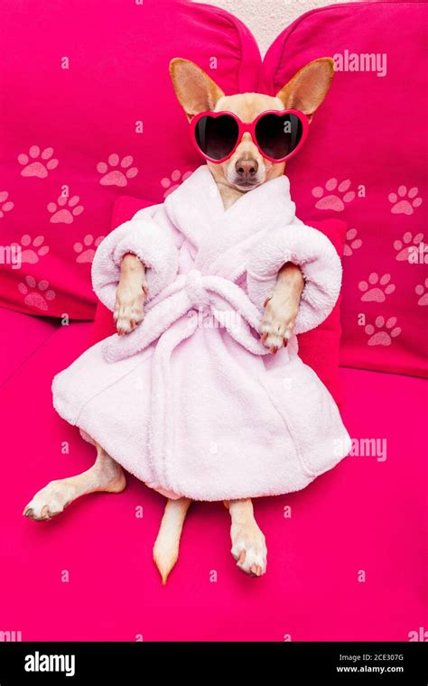 dog spa wellness Stock Photo - Alamy