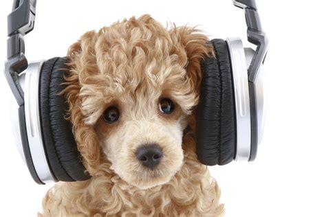 Dog With Headphones: The Ultimate Guide to a Musical Canine Companion | Dog Lovers