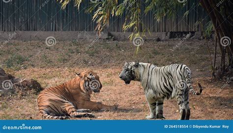 Royal Bengal Tiger with White Tiger Stock Photo - Image of leopard, animal: 264518554