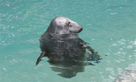 Gray seal | Smithsonian's National Zoo and Conservation Biology Institute