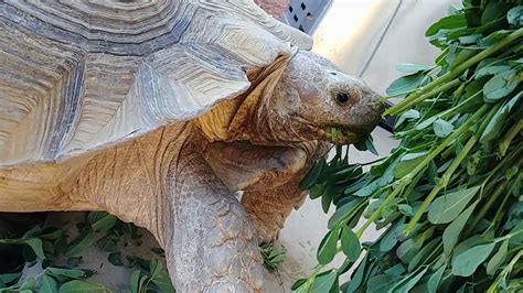 How Does a Desert Tortoise Eat? - YouTube