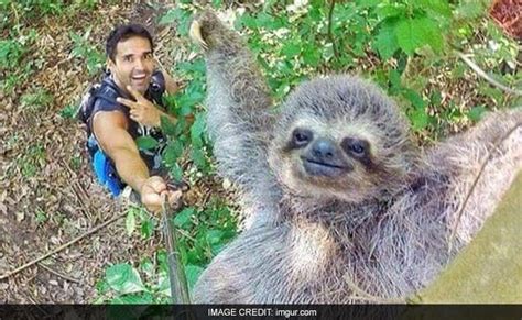 Incredible Selfie Captures Smiling Sloth Hanging Off a Tree, Goes Viral