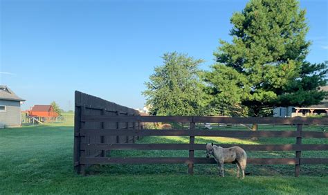 Amish Horses: Amish Horses Tour (1)