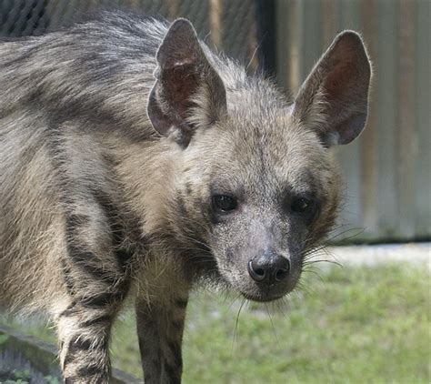 Striped Hyena (Hyaena hyaena) - a photo on Flickriver