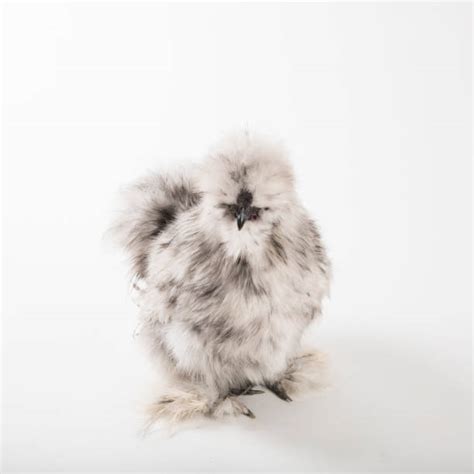 Silkie Bantam Stock Photos, Pictures & Royalty-Free Images - iStock