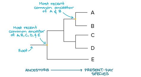 [Solved] How do you construct a phylogenetic tree for the data table ...