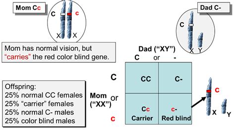 Red Green Color Blindness Inheritance Pattern - Infoupdate.org