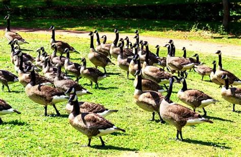 Canada Goose - Description, Habitat, Image, Diet, and Interesting Facts